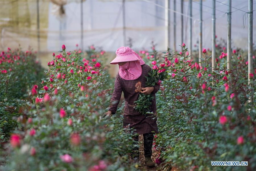 CHINA-YUNNAN-THAILAND-BANGKOK-FLOWER TRADE