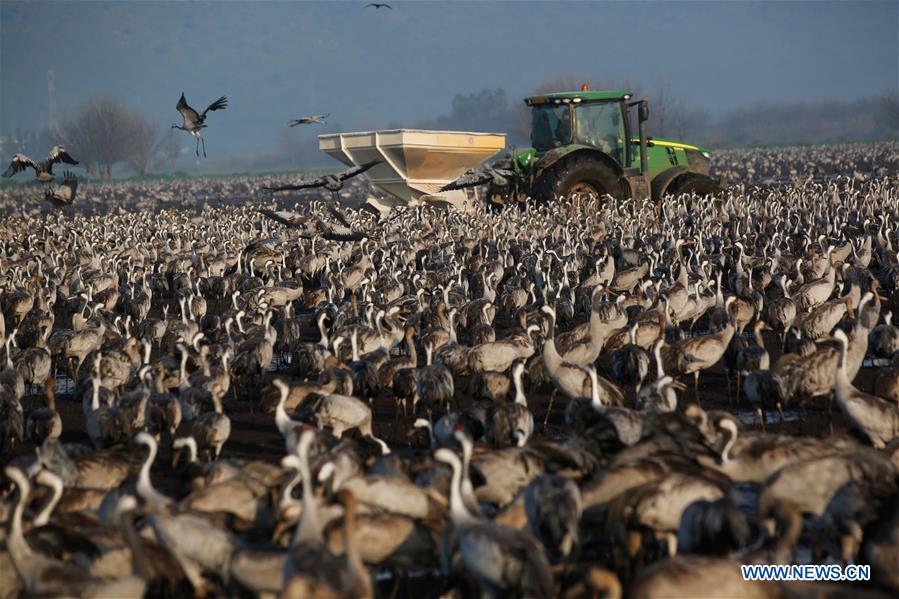 ISRAEL-HULA VALLEY-GRAY CRANES