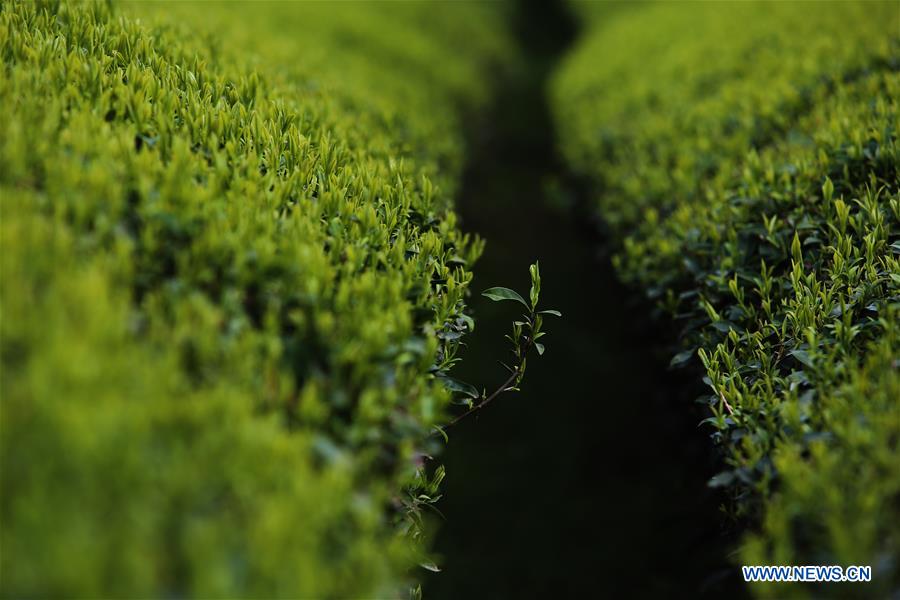 CHINA-FUJIAN-WUYISHAN-TEA GARDEN (CN)