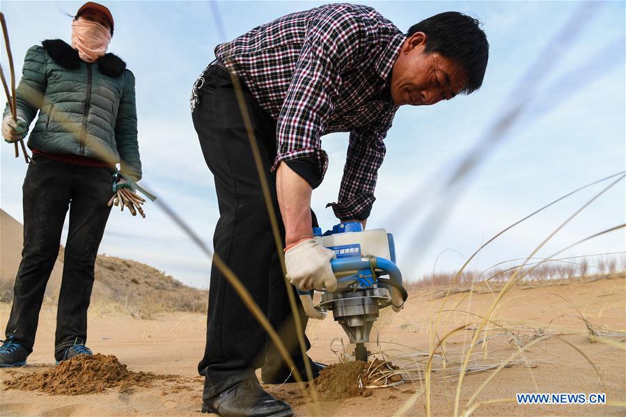 CHINA-INNER MONGOLIA-ORDOS-SALIX PLANTING (CN)