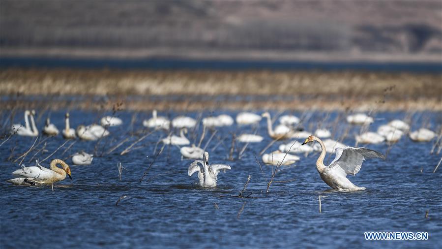 CHINA-LIAONING-RESERVOIR-SWANS (CN)