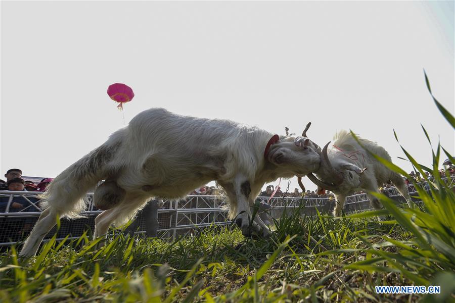 #CHINA-JIANGSU-NANTONG-GOAT FIGHT (CN)