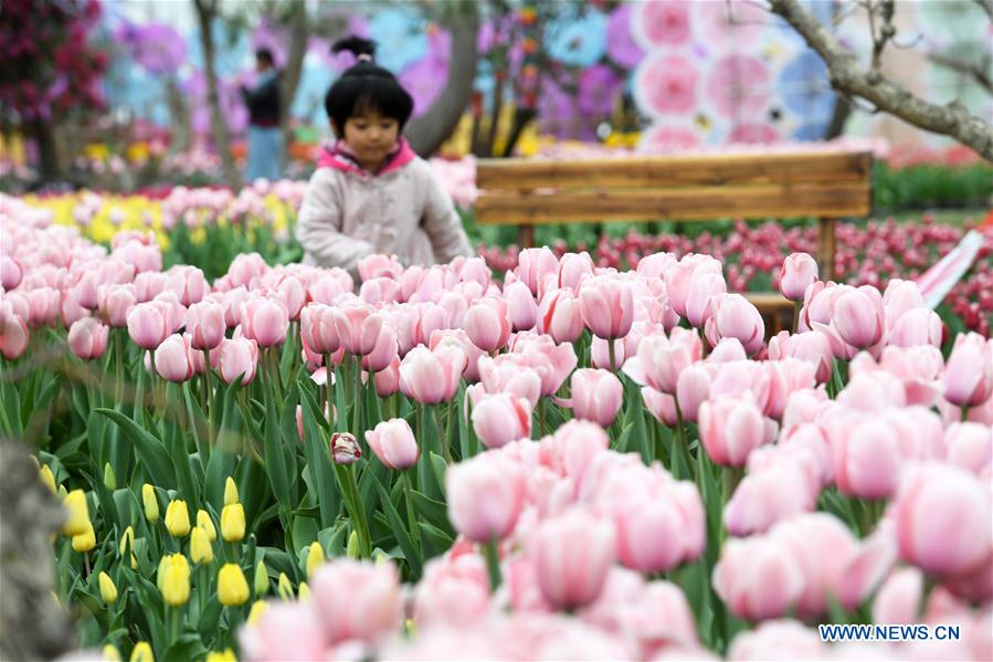 CHINA-GANSU-YUZHONG-TULIP (CN)