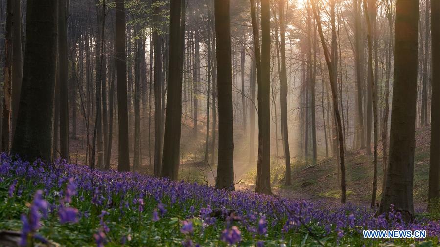 BELGIUM-BRUSSELS-NATURE-BLUEBELLS