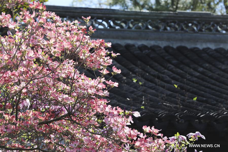 U.S.-NEW YORK-CHINESE SCHOLAR'S GARDEN-SPRING SCENERY