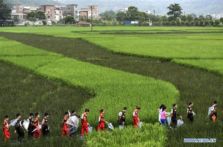 CHINA-GUANGDONG-DEQING-RICE PADDY-ART (CN)