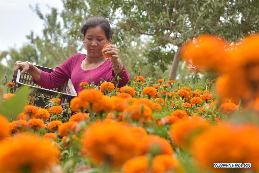 CHINA-XINJIANG-SHACHE-MARIGOLD-HARVEST (CN)