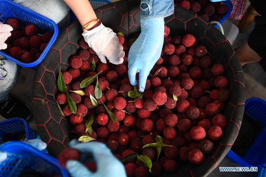 CHINA-ZHEJIANG-XIANJU-CHINESE BAYBERRY-HARVEST (CN)