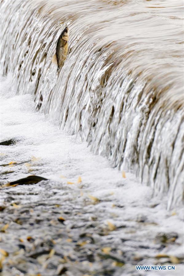 CHINA-QINGHAI-NAKED CARP-MIGRATION-SPAWNING (CN)