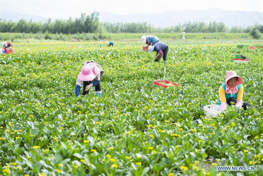 CHINA-NINGXIA-VEGETABLE-HARVEST (CN)