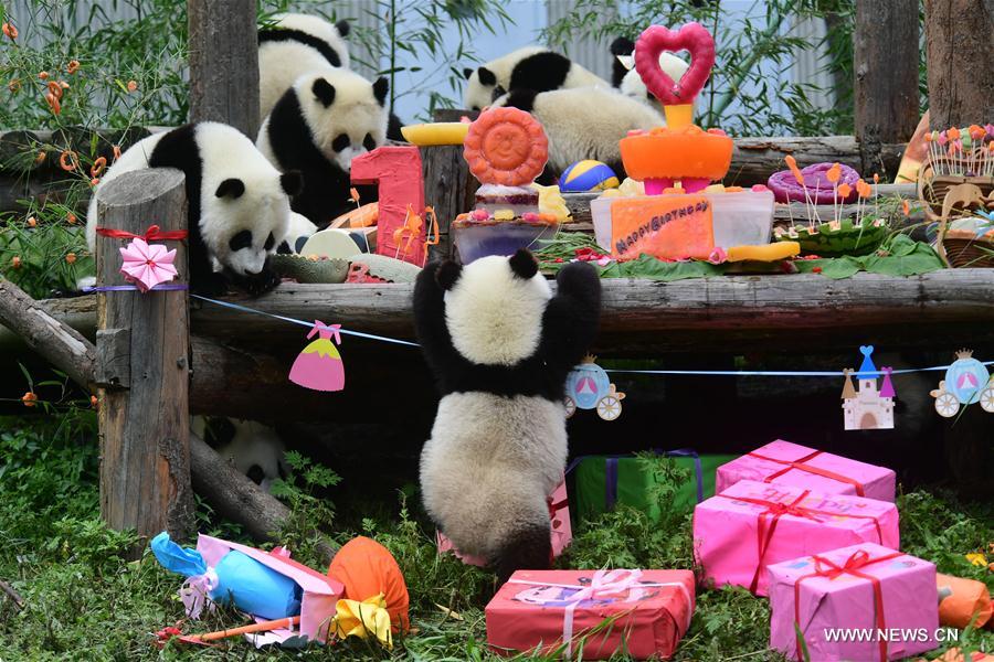 CHINA-SICHUAN-GIANT PANDA-BIRTHDAY PARTY (CN)