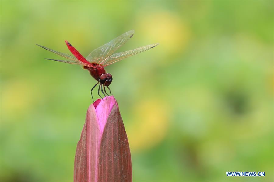 MYANMAR-YANGON-LOTUS FLOWER