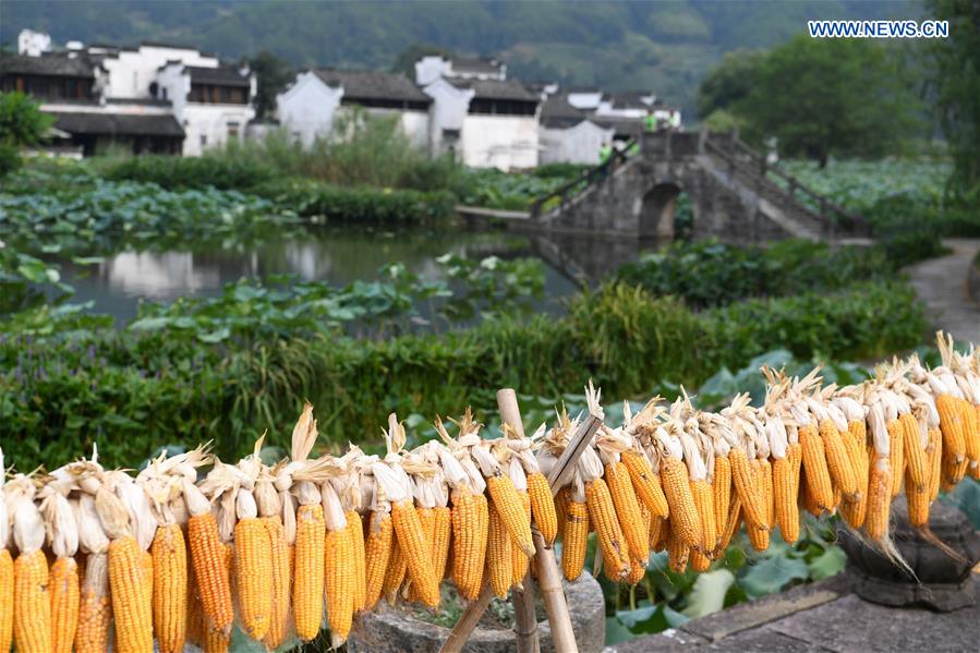 CHINA-ANHUI-HUANGSHAN-AIRING CORNS (CN)