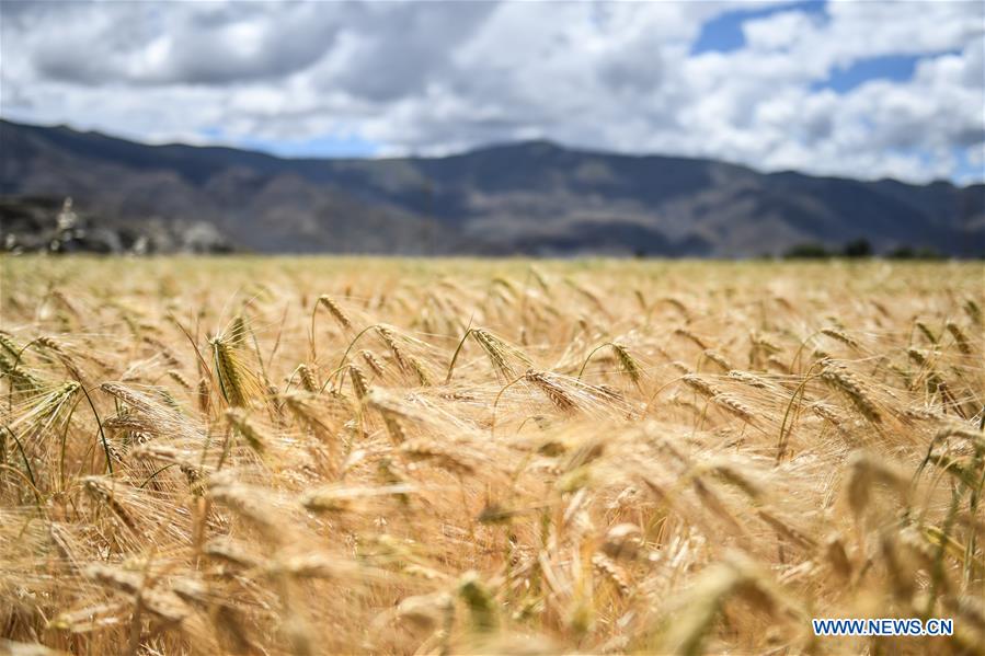 CHINA-TIBET-XIGAZE-HIGHLAND BARLEY-HARVEST (CN)