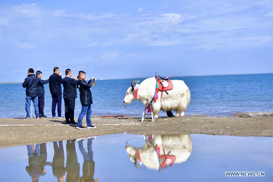 CHINA-QINGHAI-LAKE-TOURISM (CN)