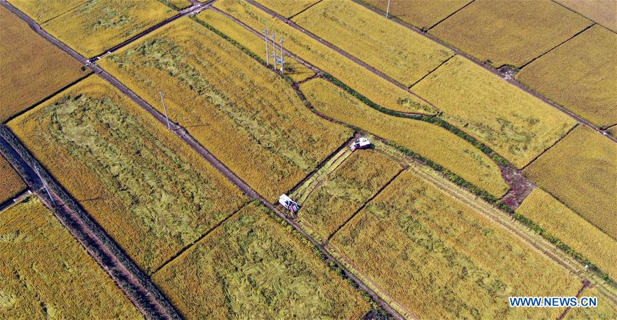 CHINA-LIAONING-SHENYANG-HARVEST (CN)