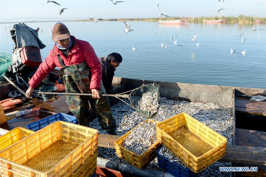 CHINA-XINJIANG-BOSTEN LAKE-FISHERY-POND SMELT (CN)