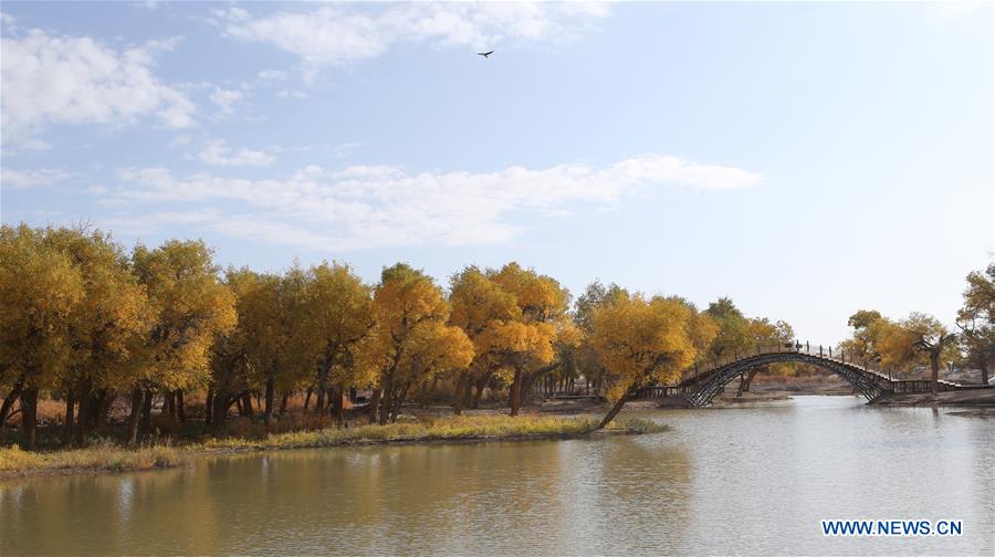 CHINA-INNER MONGOLIA-POPULUS EUPHRATICA-SCENERY (CN)