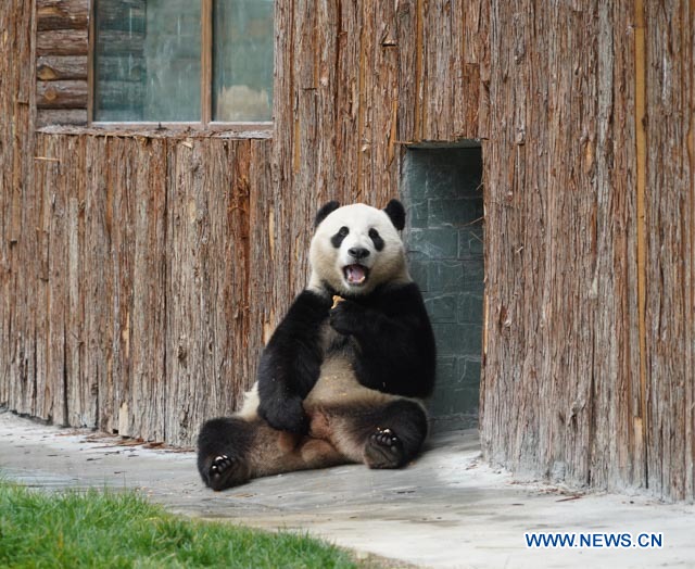 CHINA-SICHUAN-JIUZHAIGOU-GIANT PANDA (CN)