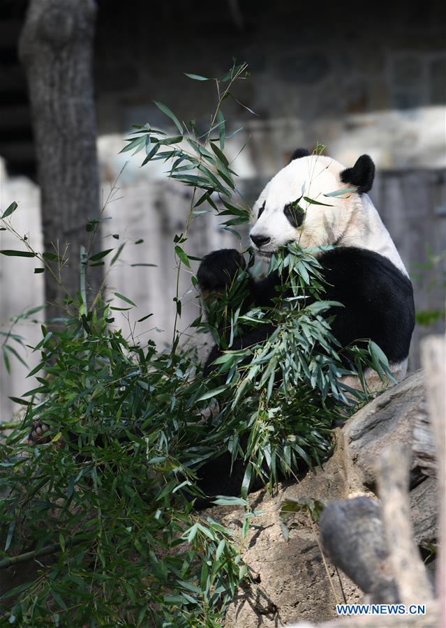 U.S.-WASHINGTON D.C.-NATIONAL ZOO-CHINESE GIANT PANDA-FAREWELL