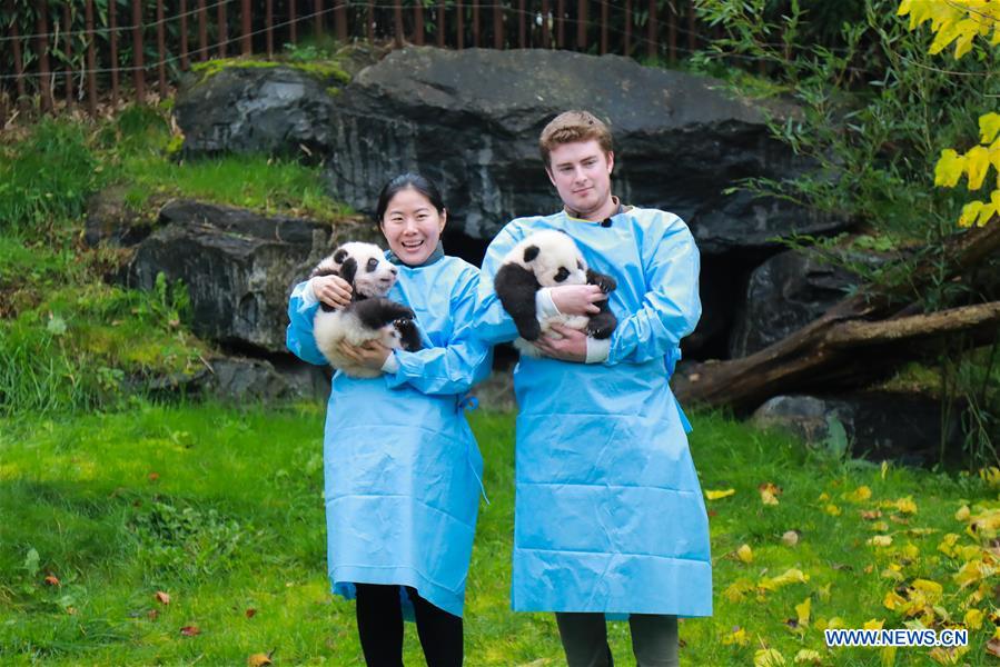 BELGIUM-BRUGELETTE-PAIRI DAIZA-ZOO-PANDA TWINS-OFFICIAL NAME