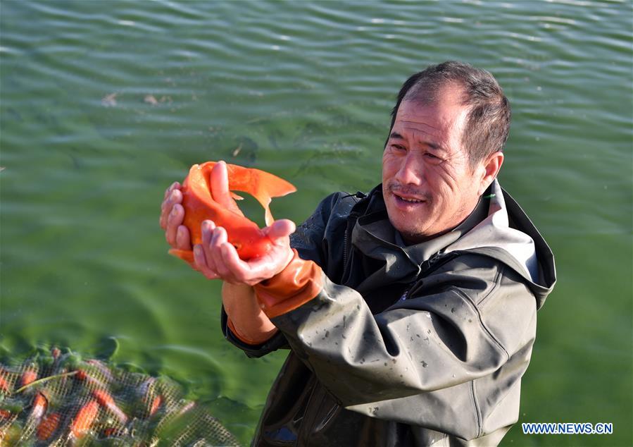 CHINA-HENAN-NANYANG-KOI FISH-BREEDING (CN)