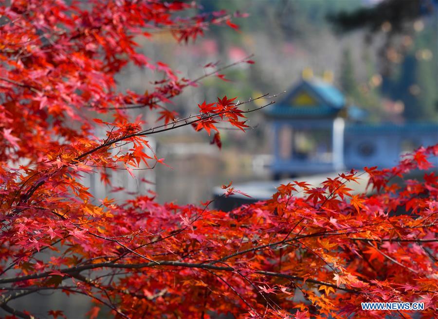 CHINA-JIANGXI-LUSHAN-MAPLE LEAVES (CN)