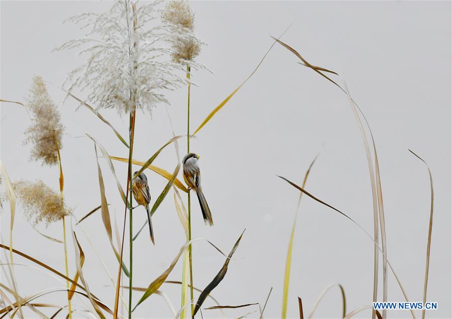 CHINA-JINAN-WETLAND-BIRDS (CN)