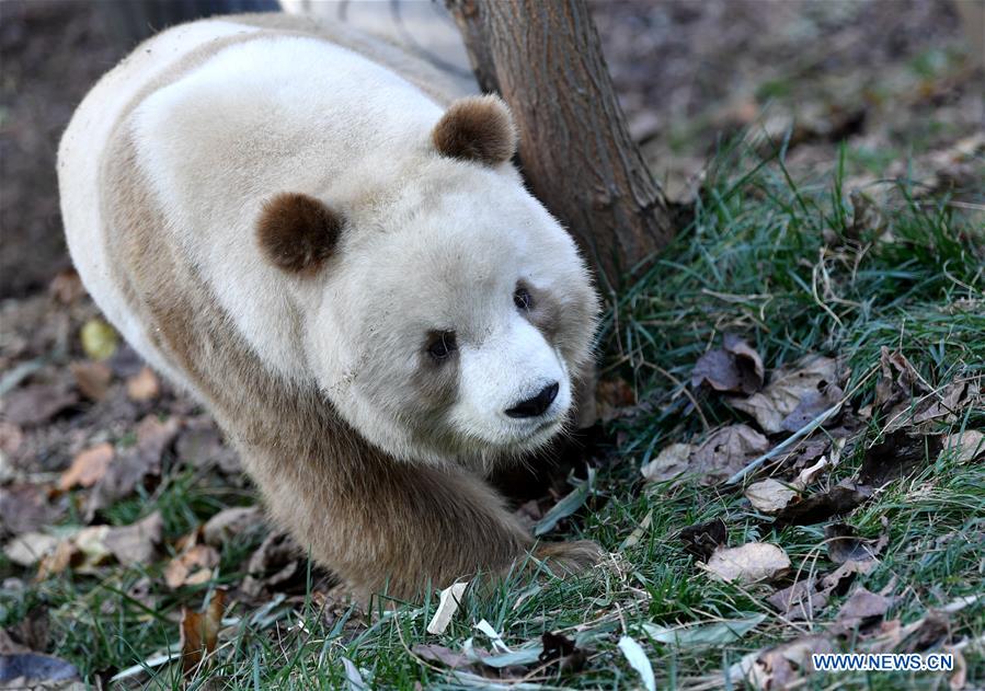 CHINA-SHAANXI-XI'AN-CAPTIVE BROWN AND WHITE GIANT PANDA