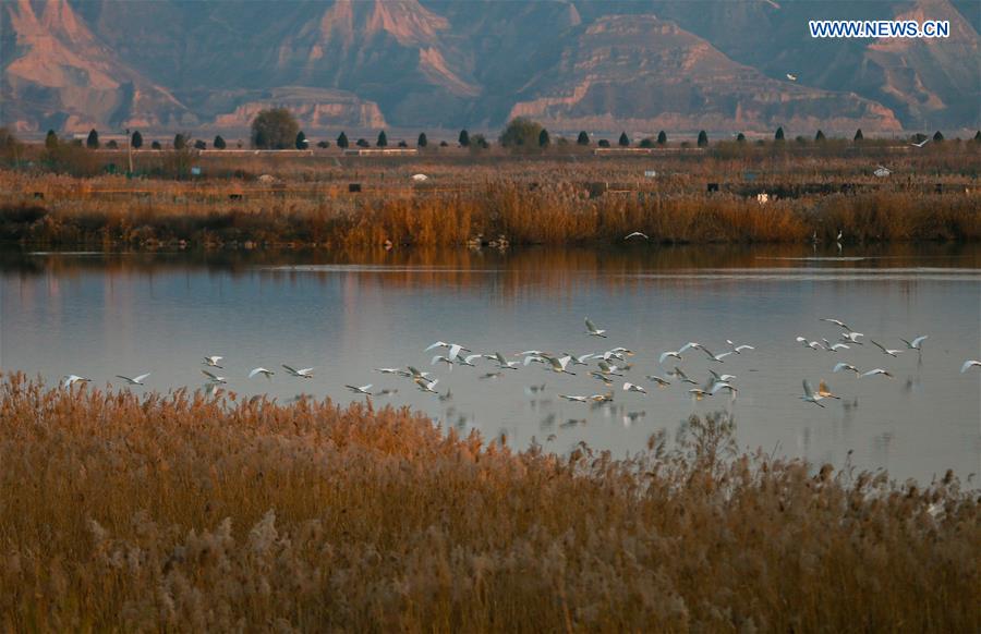 CHINA-SHAANXI-HEYANG-WETLAND-BIRDS (CN)