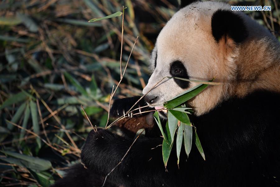 CHINA-SHAANXI-QINLING MOUNTAINS-BIO-DIVERSITY (CN)