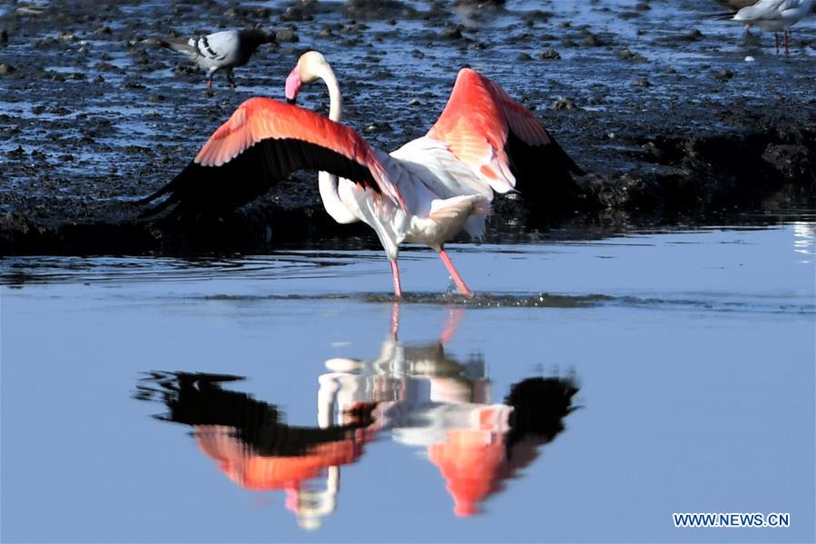 KUWAIT-KUWAIT CITY-BIRDS