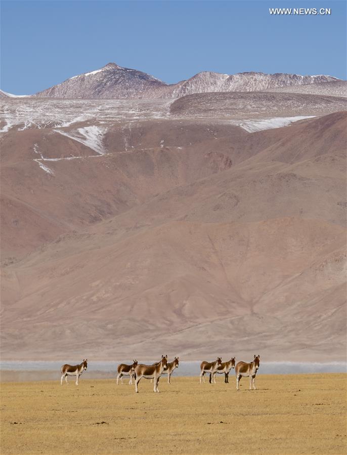 CHINA-TIBET-NAGQU-WILD ANIMALS (CN)