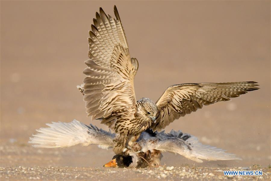 KUWAIT-JAHRA GOVERNORATE-FALCON TRAINING SHOW