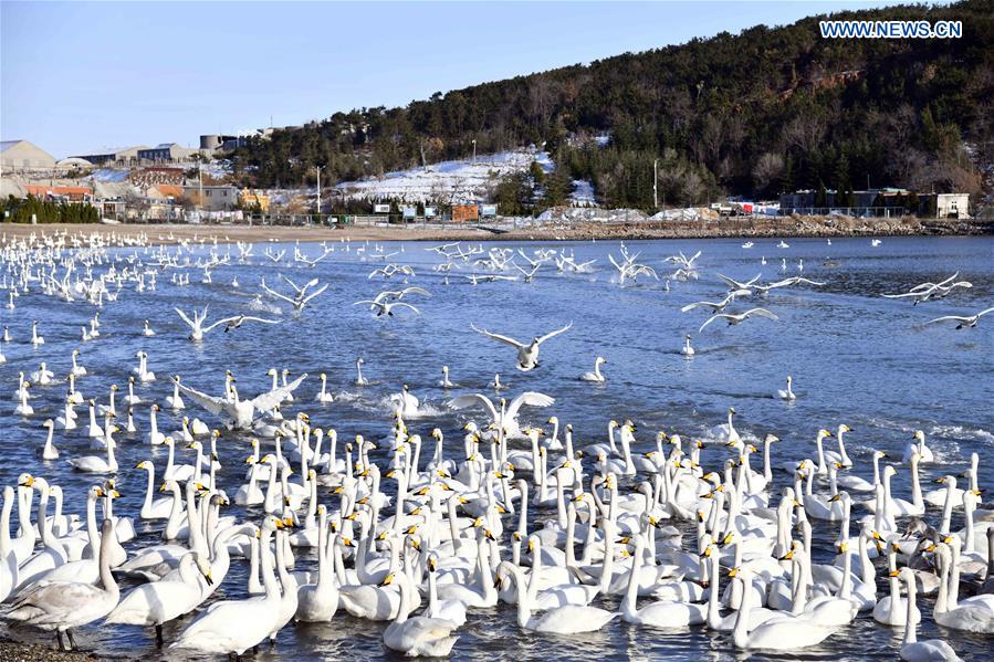 CHINA-SHANDONG-RONGCHENG-WHOOPER SWANS (CN)