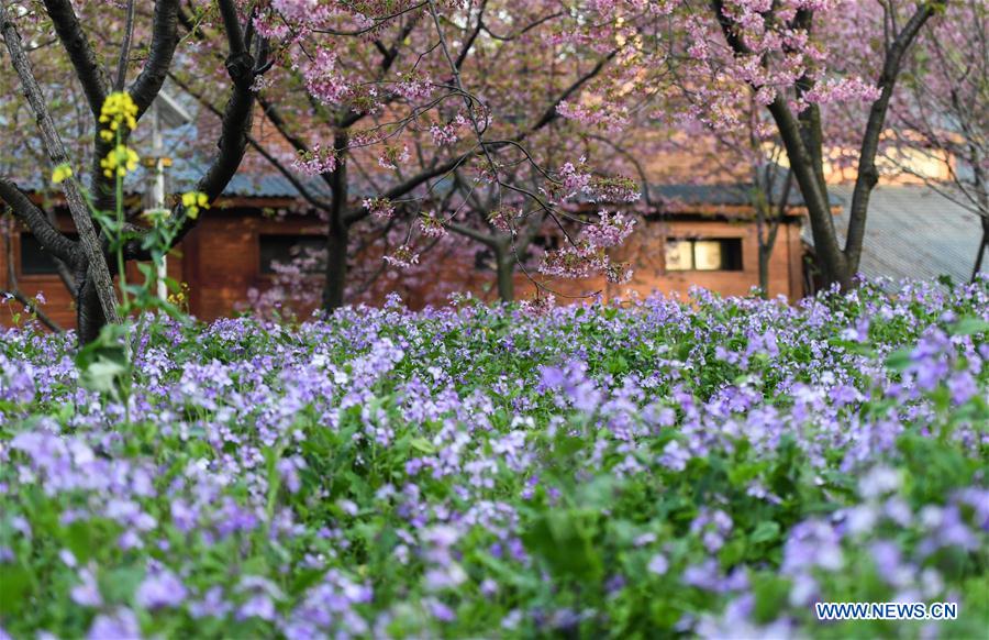 CHINA-HUBEI-WUHAN-SPRING SCENERY (CN)