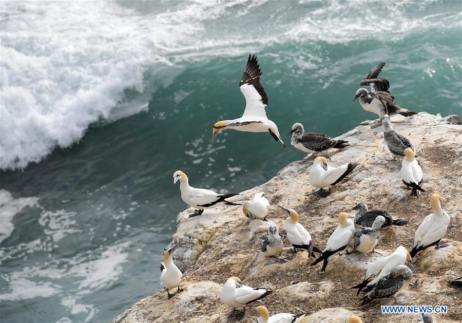 NEW ZEALAND-WELLINGTON-GANNETS