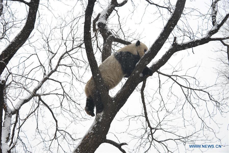 #CHINA-BEIJING-SNOW-GIANT PANDA (CN)