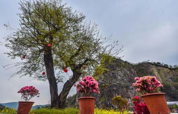 Abandoned mine turned into flower garden in E China's Zhejiang