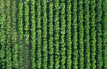 In pics: silkworm breeding base in east China's Zhejiang