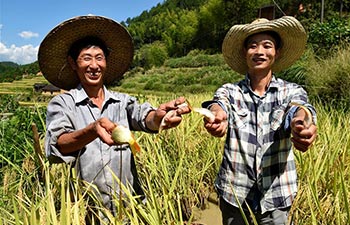 Scenery of terraced fields during autumn harvest