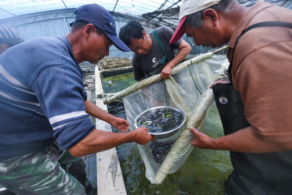 浙江湖州：水产养殖育苗忙