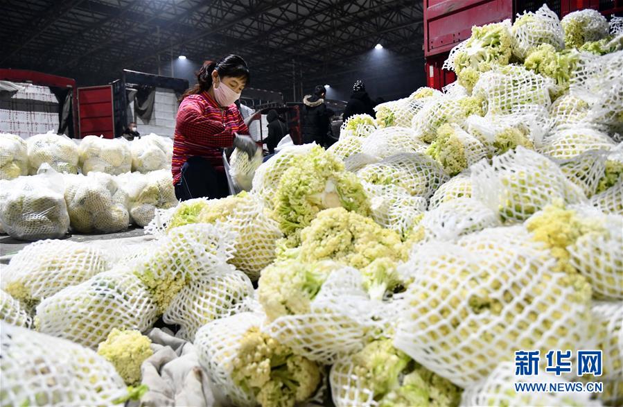 （聚焦疫情防控·图文互动）（3）蔬菜产地供应充足 菜价在合理区间——来自蔬菜生产大省山东的一线调查报告