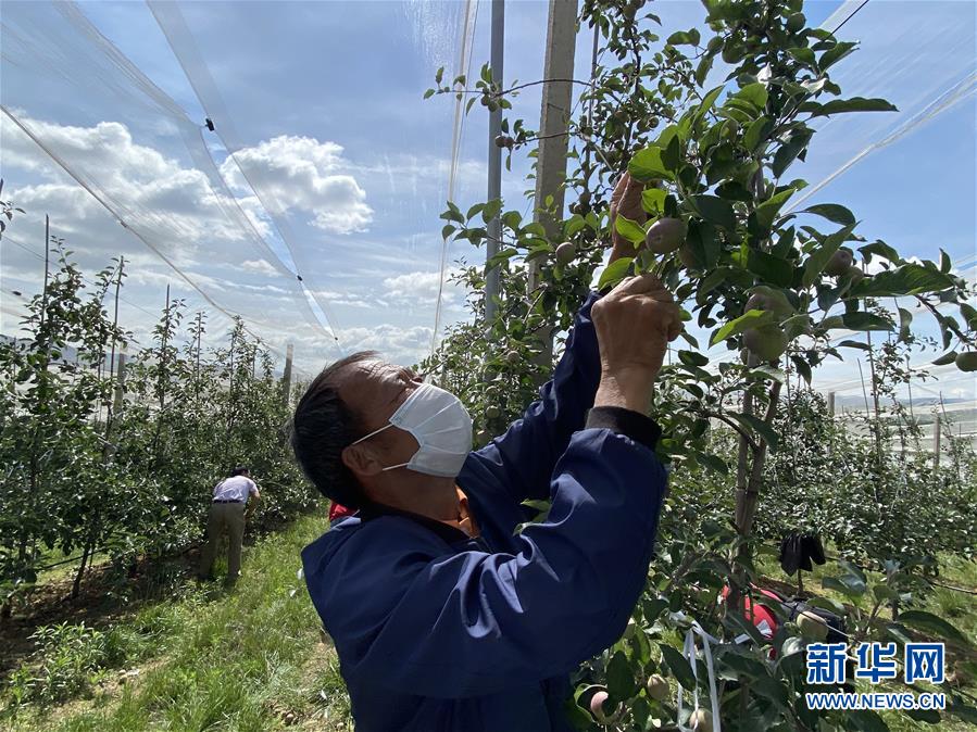 （决战决胜脱贫攻坚·图文互动）（2）高原红了，日子好了——贵州海拔最高县发展苹果产业见闻