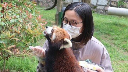 向“萌势力”低头——90后小熊猫“家长”的饲养日常